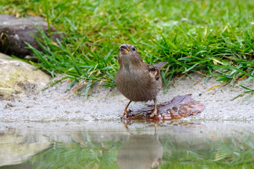 Vink || Finch