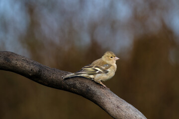 Vink || Finch