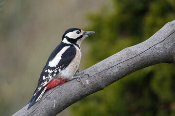 Grote bonte specht - Great spotted woodpecker