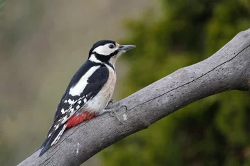 Fotobehang Grote bonte specht - Great spotted woodpecker © Holland-PhotostockNL
