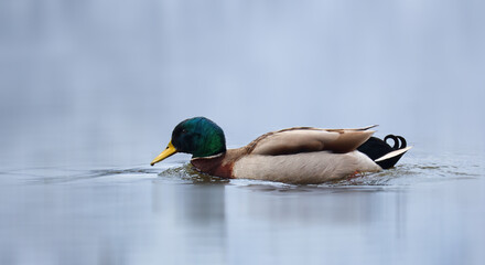Duck male bird, anas platyrhynchos swimming on pond surface. Wild animal background
