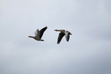 Two goose, anser anser water bird flying on sky. Animal background