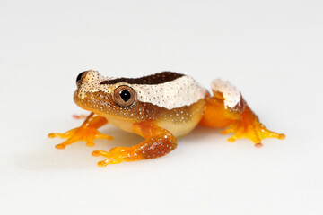 Kleiner Bananenfrosch // Fornasini's spiny reed frog, Greater leaf-folding frog (Afrixalus fornasini)