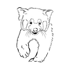Cute red panda. Cartoon animal design. Vector illustration isolated on white background. Red panda label. Black and white linear paint drawn. Tattoo design.