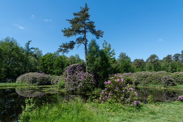 Rhododendron bush on shore of pond