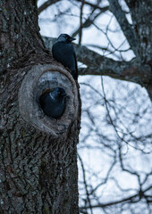 Two jackdaws on a tree 