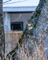 A squirrel on a tree 