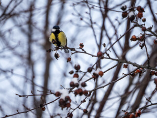 A great tit on a winter morning
