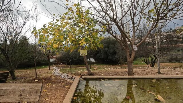 A small pool of water, in the Deer Valley Park. Against the background of a cloudy winter sky - Jerusalem - Israel