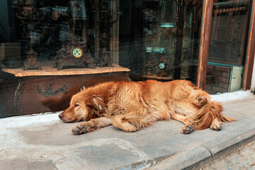 Naklejka premium A brown stray dog with an earring resting in front of a antique store.