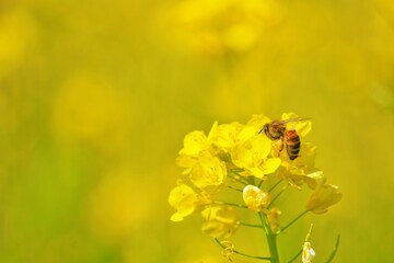 黄色い花畑の菜の花の上で足にみつばち花粉を作る働き蜂
