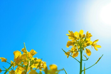 青空を背景に日光に花びらが透ける黄色の綺麗な菜の花、春イメージ