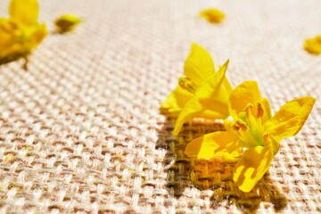 濃いベージュのジュート麻の布の上に置かれた菜の花と花びらのクローズアップ