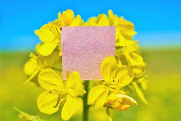 晴れた青い空とセイヨウアブラナの花を背景にモックアップ