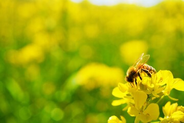 黄色い菜の花畑で花粉を集めるミツバチの接写