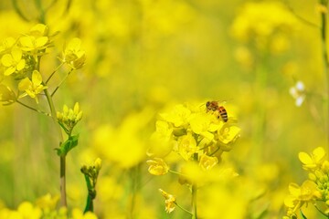 Obraz premium 一面の黄色い花畑の菜の花の上で足にビーポーレンを付ける蜜蜂
