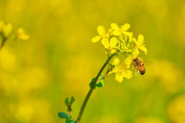 満開のセイヨウアブラナの花に止まる一匹の働きバチ