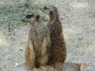 meerkat on guard