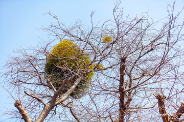 桜の木に寄生する宿木
