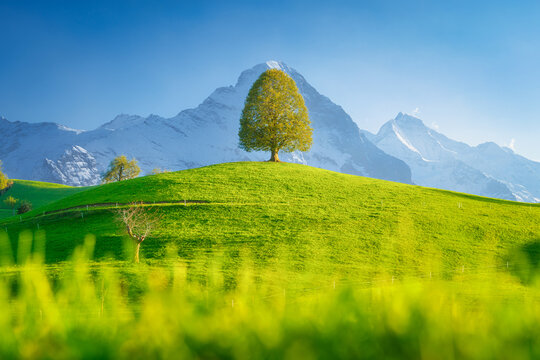 Tree on top of the hill. View against the background of the mountains. Landscape before sunset with the soft lights. Fields and pastures in a valley. Landscape in summer time.