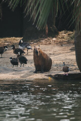 A little capybara sits alone among a flock of ducks.