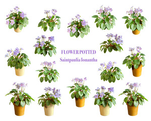 "Saintpaulia ionantha" ミニセントポーリアの鉢植え