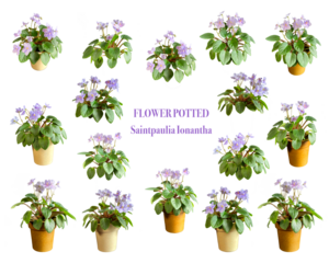 "Saintpaulia ionantha" ミニセントポーリアの鉢植え