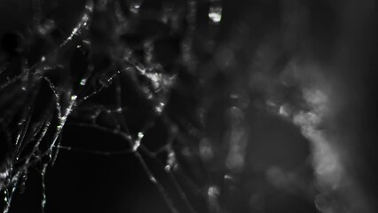 Structure Alien organism. White mold fungus under a microscope. The study of microorganisms. Science and laboratory research