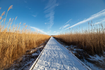 A wooden path in the Poleski National Park.