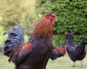 Red brown rooster with poultry in background