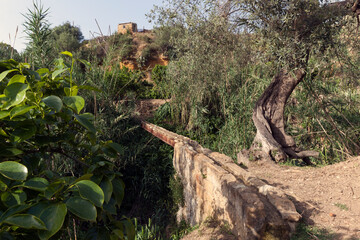 Agrigento. Valle dei Templi. Giardino della Kolymbethra: