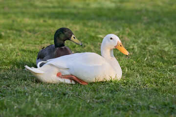 White and brown Indian runner duck lay in grass in garden