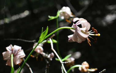 Forest lily (Lilium martagon) grows in the wild