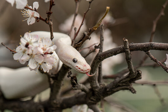 Beautiful white snake with blue eyes on a cherry blossom branch in the park. Ball python stuck out tongue. White python in the Spring Garden. Outdoor exotic pet portrait. Horizontal photo close up