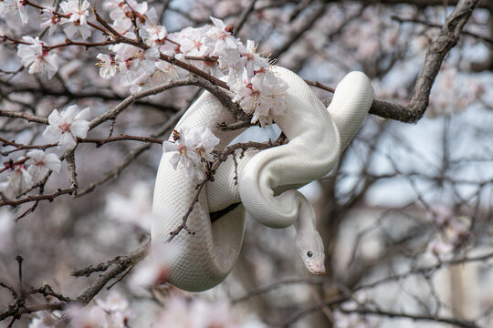 Beautiful white snake with blue eyes on a cherry blossom branch in the park. Ball python on a sakura tree. White python in the Spring Garden. Outdoor exotic pet portrait. Horizontal photo
