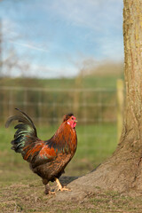 Red brown rooster in garden standing next to tree