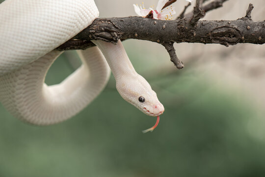 Beautiful white snake with blue eyes on a cherry blossom branch in the park. Ball python on a sakura tree. White python in the Spring Garden. Outdoor exotic pet portrait. Horizontal photo close up