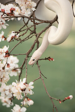 Beautiful white snake with blue eyes on a cherry blossom branch in the park. Ball python on a sakura tree. White python in the Spring Garden. Outdoor exotic pet portrait. Vertical photo