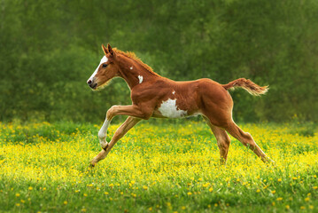 Happy foal running in the field in summer - 580297967