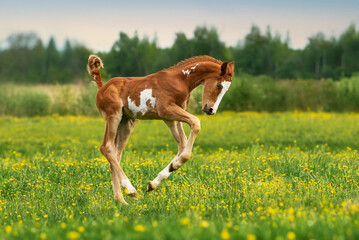 Happy foal playing in the field in summer