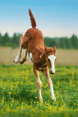 Happy foal playing in the field in summer