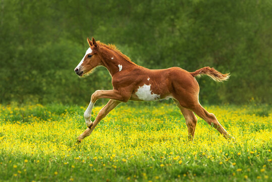 Happy foal running in the field in summer