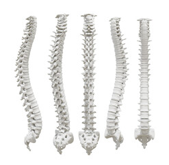 3d rendering of spine human organs backbone perspective view - obrazy, fototapety, plakaty