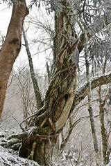 四国愛媛県四国中央市にある赤星山と皇子渓谷の冬景色