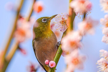 梅