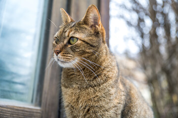 braune Tigerkatze auf Fenstersims