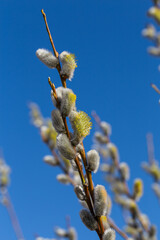 Fluffy soft willow buds