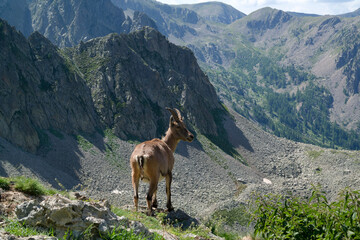 Female ibex on a mountain meadow, Cottian Alps, Maritime Alps, Western Alps, Italy, Europe