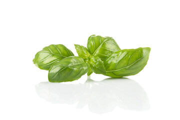 Fresh green leaf basil