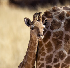 Portrait of a cute baby giraffe with mother